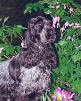 brasswinds english cocker spaniels